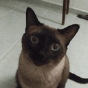 VictorRamalho