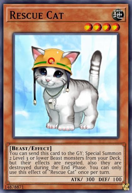 Rescue Cat